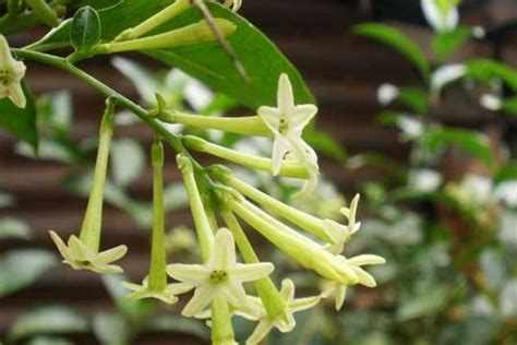 夜來香不開花|為什麼你的夜來香不開花：揭開Telosma cordata的神秘面紗